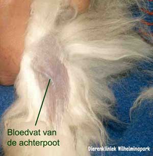 Bloed afnemen bij een konijn